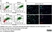 Anti Rat CD163 Antibody, clone ED2 thumbnail image 23