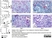 Anti Rat CD163 Antibody, clone ED2 thumbnail image 25