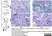 Anti Rat CD163 Antibody, clone ED2 thumbnail image 25