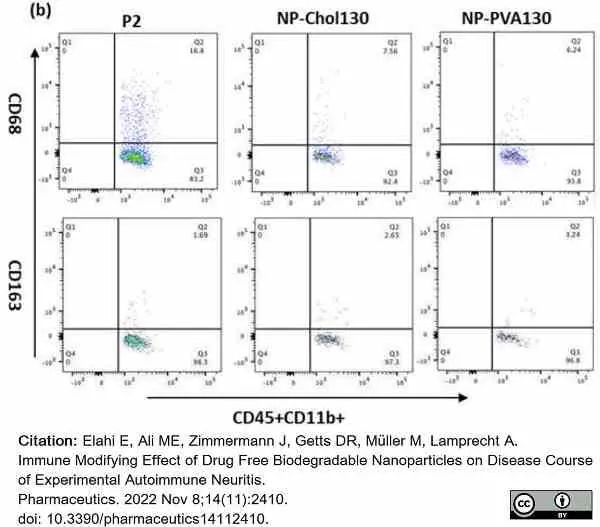 Anti Rat CD163 Antibody, clone ED2 gallery image 26