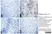 Anti Rat CD163 Antibody, clone ED2 thumbnail image 29