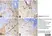 Anti Rat CD163 Antibody, clone ED2 thumbnail image 30