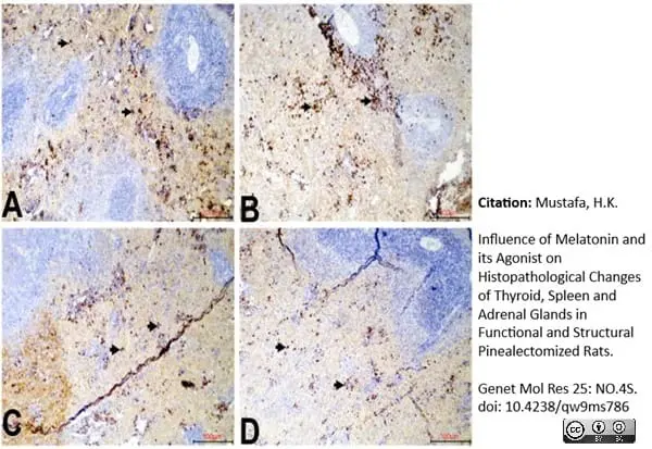 Anti Rat CD163 Antibody, clone ED2 gallery image 30