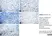 Anti Rat CD163 Antibody, clone ED2 thumbnail image 32