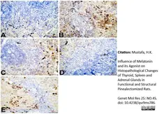 Anti Rat CD163 Antibody, clone ED2 gallery image 33