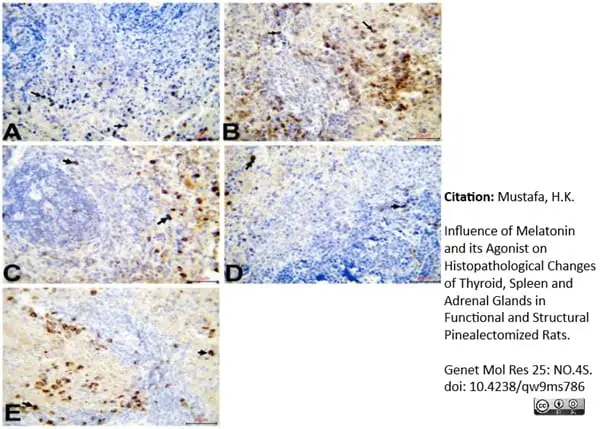 Anti Rat CD163 Antibody, clone ED2 gallery image 33