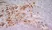 Anti Rat CD163 Antibody, clone ED2 thumbnail image 4