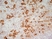 Anti Rat CD163 Antibody, clone ED2 thumbnail image 5