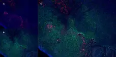 Anti Rat CD163 Antibody, clone ED2 gallery image 6