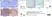 Anti Rat CD163 Antibody, clone ED2 thumbnail image 8