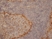 Anti Rat CD169 Antibody, clone ED3 thumbnail image 1