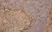Anti Rat CD169 Antibody, clone ED3 thumbnail image 1