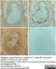 Anti Rat CD169 Antibody, clone ED3 thumbnail image 10