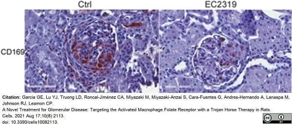 Anti Rat CD169 Antibody, clone ED3 gallery image 10