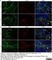 Anti Rat CD169 Antibody, clone ED3 thumbnail image 11