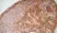 Anti Rat CD169 Antibody, clone ED3 thumbnail image 2
