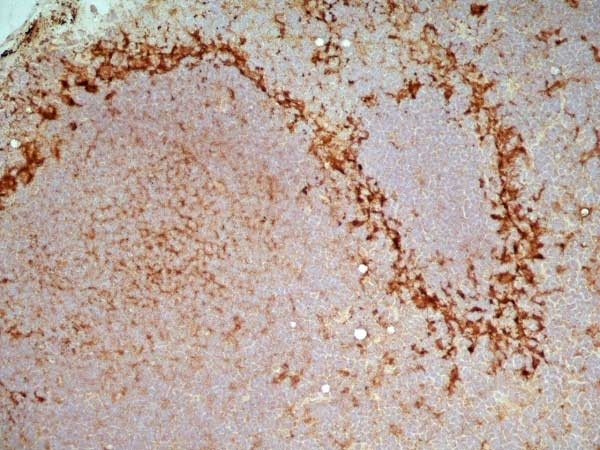 Anti Rat CD169 Antibody, clone ED3 gallery image 2