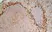 Anti Rat CD169 Antibody, clone ED3 thumbnail image 3