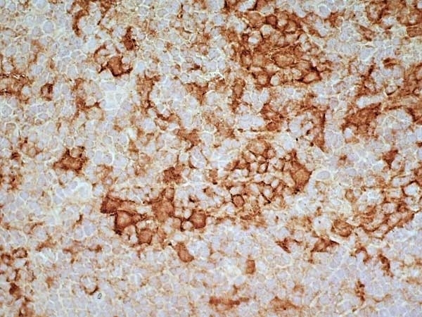 Anti Rat CD169 Antibody, clone ED3 gallery image 3