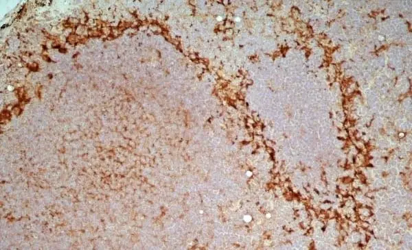 Anti Rat CD169 Antibody, clone ED3 gallery image 3