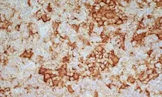 Anti Rat CD169 Antibody, clone ED3 gallery image 4