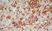 Anti Rat CD169 Antibody, clone ED3 thumbnail image 4