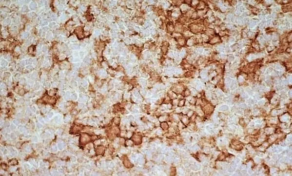 Anti Rat CD169 Antibody, clone ED3 gallery image 4