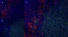 Anti Rat CD169 Antibody, clone ED3 gallery image 6