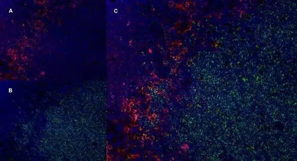 Anti Rat CD169 Antibody, clone ED3 gallery image 6