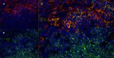 Anti Rat CD169 Antibody, clone ED3 gallery image 7