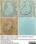 Anti Rat CD169 Antibody, clone ED3 thumbnail image 7