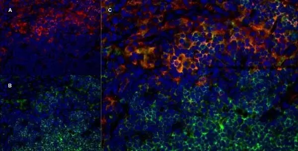 Anti Rat CD169 Antibody, clone ED3 gallery image 7