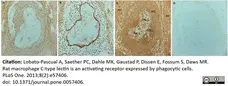 Anti Rat CD169 Antibody, clone ED3 gallery image 8