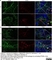 Anti Rat CD169 Antibody, clone ED3 thumbnail image 8