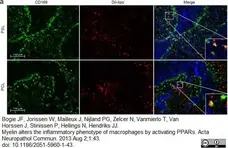 Anti Rat CD169 Antibody, clone ED3 gallery image 9