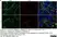 Anti Rat CD169 Antibody, clone ED3 thumbnail image 9