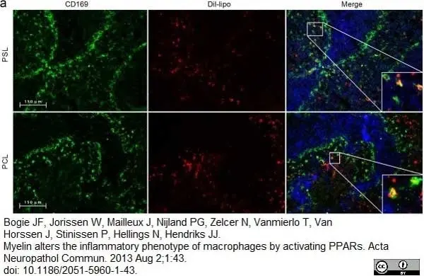 Anti Rat CD169 Antibody, clone ED3 gallery image 9