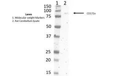 Anti Rat CD172a Antibody, clone ED9 gallery image 11