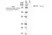 Anti Rat CD172a Antibody, clone ED9 thumbnail image 11