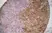 Anti Rat CD172a Antibody, clone ED9 thumbnail image 2