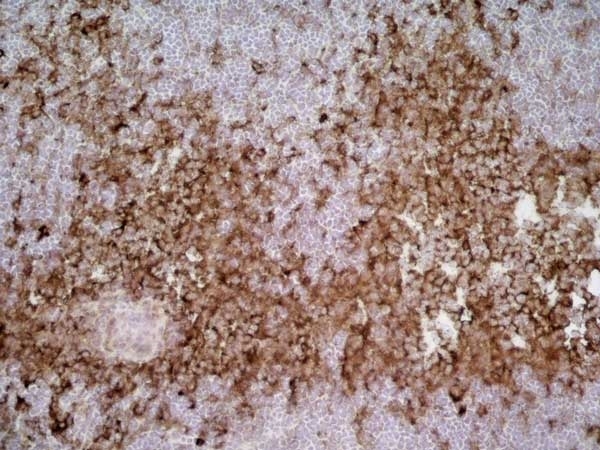 Anti Rat CD172a Antibody, clone ED9 gallery image 3