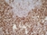 Anti Rat CD172a Antibody, clone ED9 thumbnail image 4