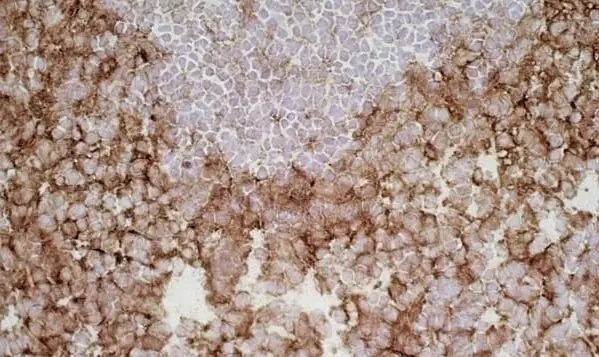 Anti Rat CD172a Antibody, clone ED9 gallery image 4