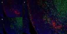 Anti Rat CD172a Antibody, clone ED9 gallery image 5