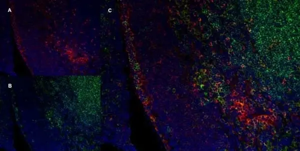 Anti Rat CD172a Antibody, clone ED9 gallery image 5