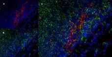 Anti Rat CD172a Antibody, clone ED9 gallery image 6