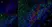 Anti Rat CD172a Antibody, clone ED9 thumbnail image 6