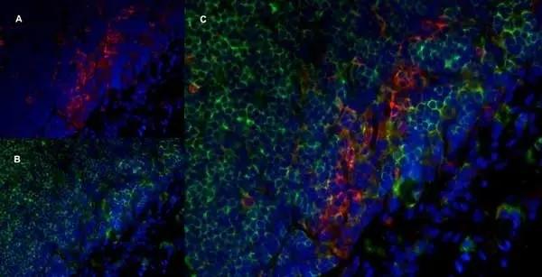 Anti Rat CD172a Antibody, clone ED9 gallery image 6