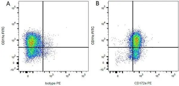 Anti Rat CD172a Antibody, clone ED9 gallery image 9