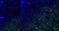 Anti Rat CD172a Antibody, clone OX-41 gallery image 3